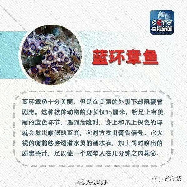 冲上热搜！网友在火锅店发现蓝环章鱼：含河豚毒素，受热不分解，千万别吃