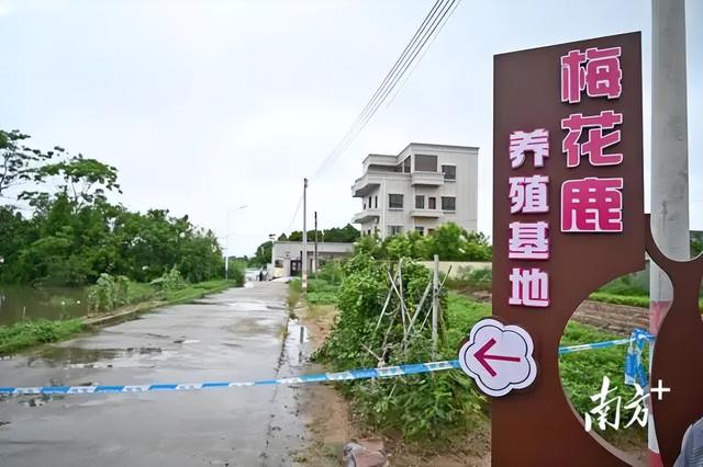 广东省茂名市遭遇暴雨鳄鱼养殖场75条鳄鱼出逃。现在彭村塘的湖中