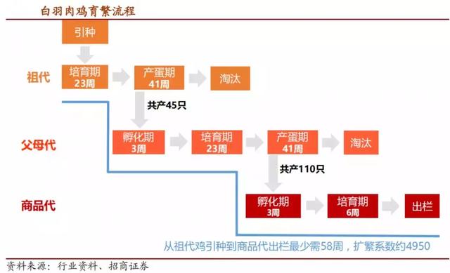 一文了解白羽肉鸡行业