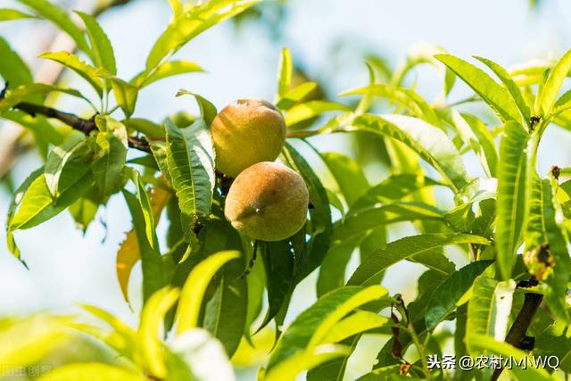 桃树生产上常用的优良品种，再忙也要抓紧学习，一起来看看