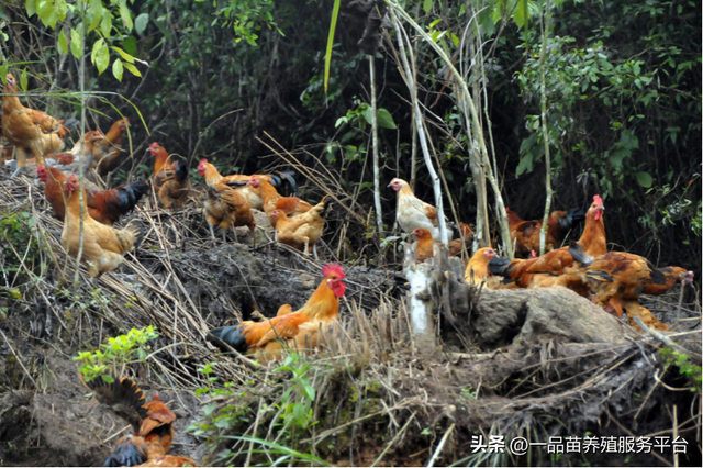 养殖户正在加速退出，散养土鸡养殖的处境或越来越难了