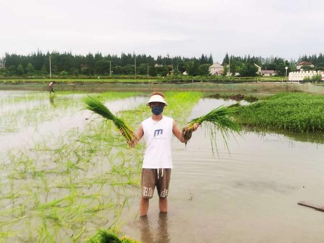 上海海洋大学师生养殖的小龙虾将于9月底上市