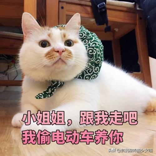 想在宿舍养只猫需要注意什么呢？宿舍养宠你知多少