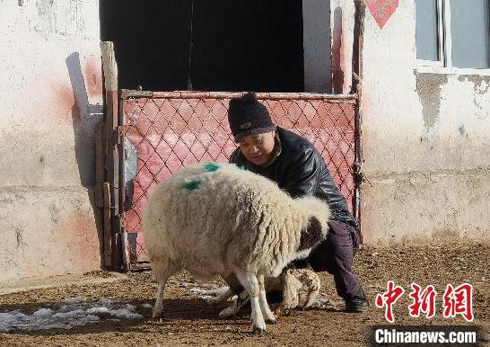 内蒙古草原又到结羔季 “神舟家园”既富百姓又护生态