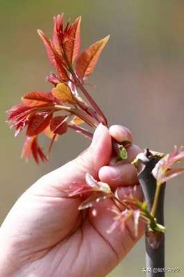 种植香椿见效益快吗(农民一暴利蔬菜香椿，亩产值10000元以上,1斤20元,1次种植收益6年)