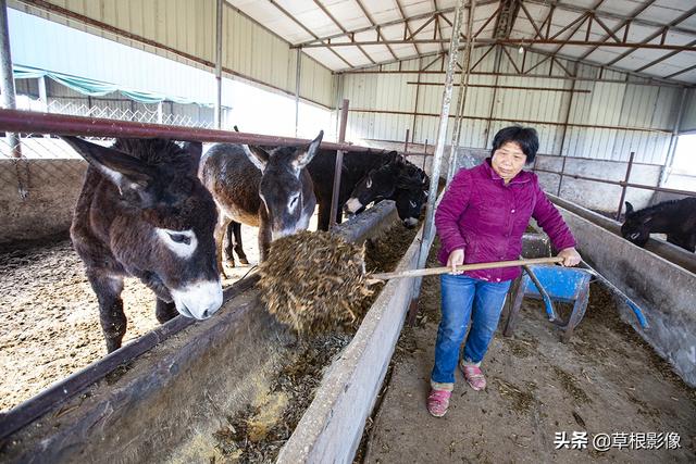 农村夫妻养殖小毛驴，不出家门年挣十万：当地人称鬼子肉