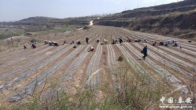 兴丰镇：中药材种植走出乡村振兴新路子