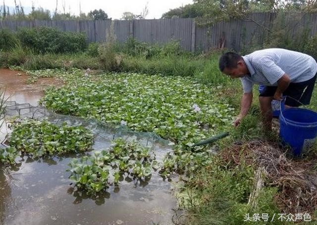 农民老王大叔在水田里养上它，水稻长得好，每年收入翻三番！