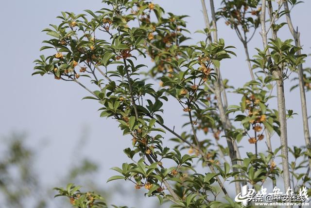 合肥苗交会本周六开幕 2万份多肉植物等你来认领