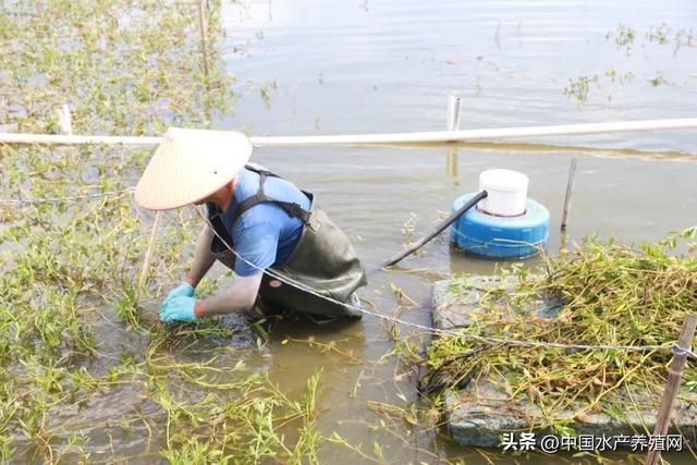 产业振兴， 良种先行！2023河蟹良种培育和绿色养殖调研正式开启