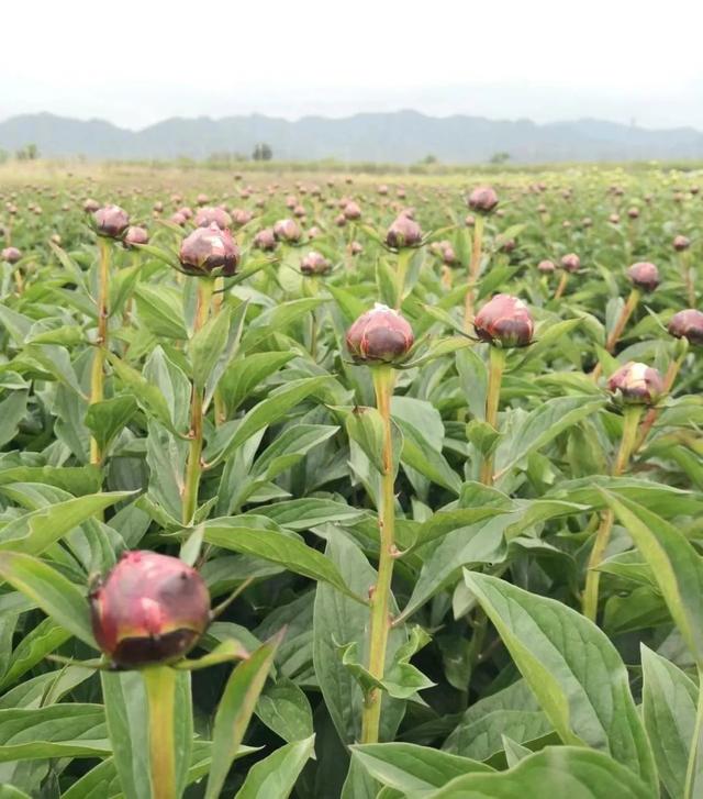 切花芍药每亩卖27万元，这是真的吗？