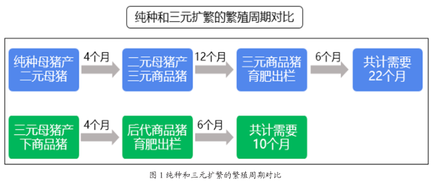 「快看养殖新法」关于三元母猪种用价值和改善措施的探讨