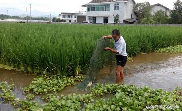 农民老王大叔在水田里养上它，水稻长得好，每年收入翻三番！