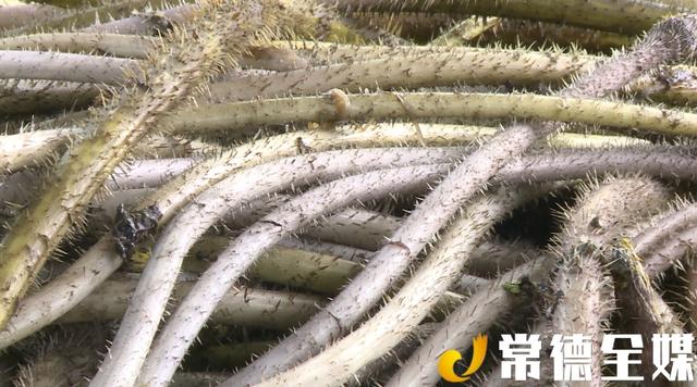 汉寿种植了4000多亩鸡禾梗，村民增收不少