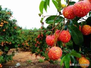 荔枝苗种植技术(荔枝栽培：先做好选种、催芽，再掌握合适的管理和养护方法)