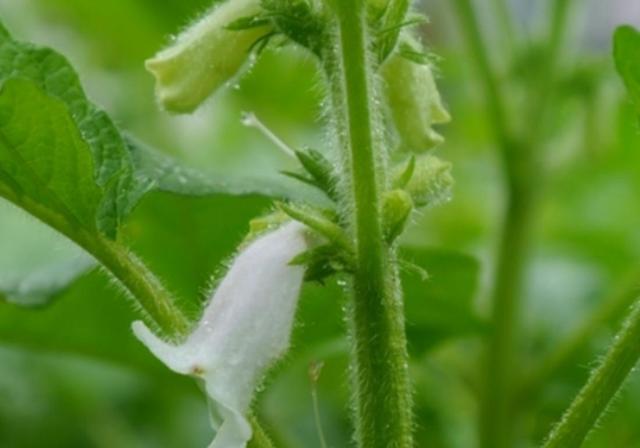 种植芝麻，小编教你几招种植的技巧，方法很简单可提高产量