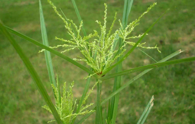 农村人会叫它“水蜈蚣”，生命力很顽强，有不错的药用价值！