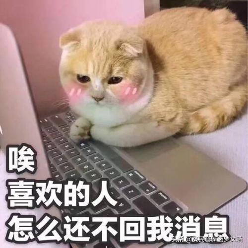 想在宿舍养只猫需要注意什么呢？宿舍养宠你知多少