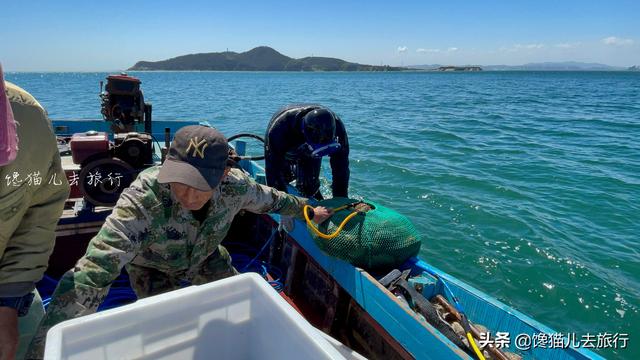 实拍威海海参打捞，如何分辨野生还是养殖？海参排泄物居然能吃