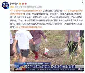 养殖场围墙图片(鳄鱼大逃亡广东茂名一养殖场围墙崩塌，71条鳄鱼冲出水面)