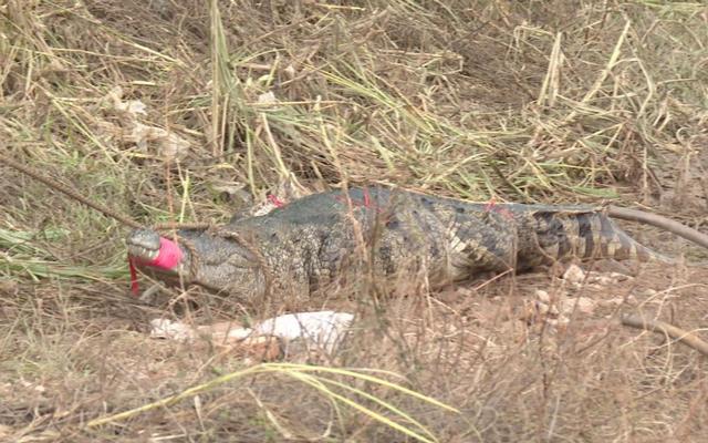 鳄鱼大逃亡！广东茂名一养殖场围墙崩塌，71条鳄鱼冲出水面