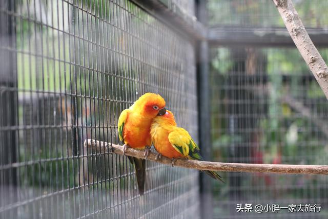 与动物零距离接触的快乐之旅 北京大兴野生动物园攻略（二）