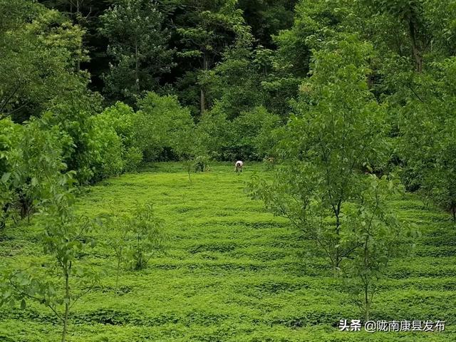 红黄绿紫……拥抱康县丰收的色彩！