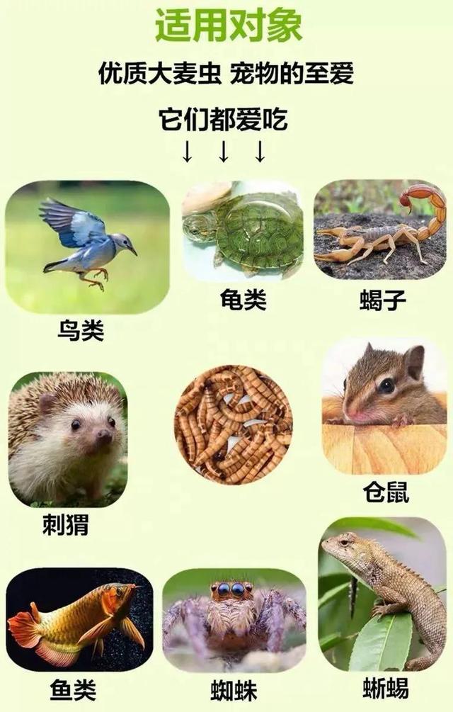 昆虫养殖新秀—大麦虫（高蛋白虫）