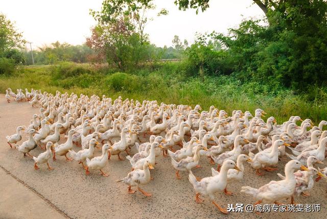 养鸭十注意！！教你如何养好鸭，好养鸭，轻松养鸭好赚钱