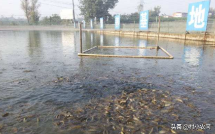 从零教你无土养泥鳅：无土养的产量是泥中养殖的4倍，易捕捞