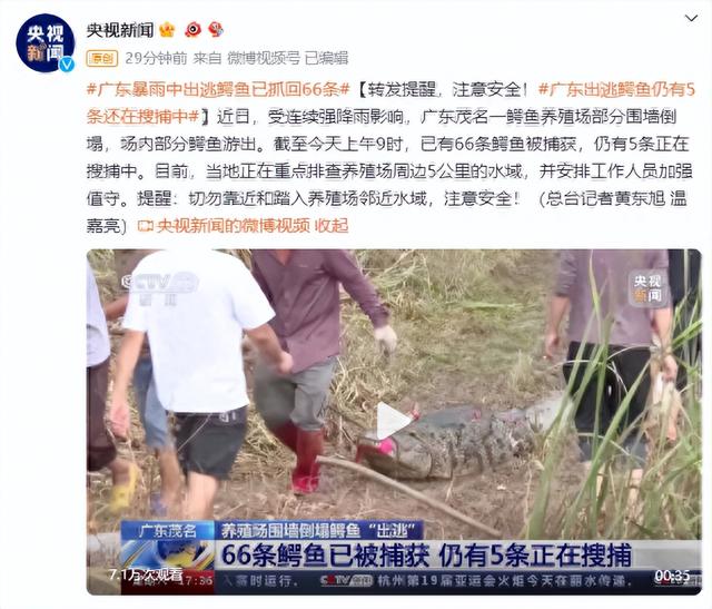 鳄鱼大逃亡！广东茂名一养殖场围墙崩塌，71条鳄鱼冲出水面