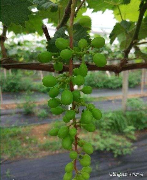 种植达人：讲述阳光玫瑰在广西的种植表现