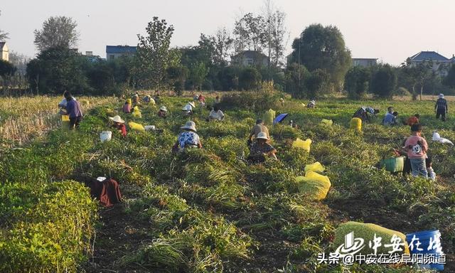 安徽省颍州区三星村：乡村振兴道路上的“明星村”