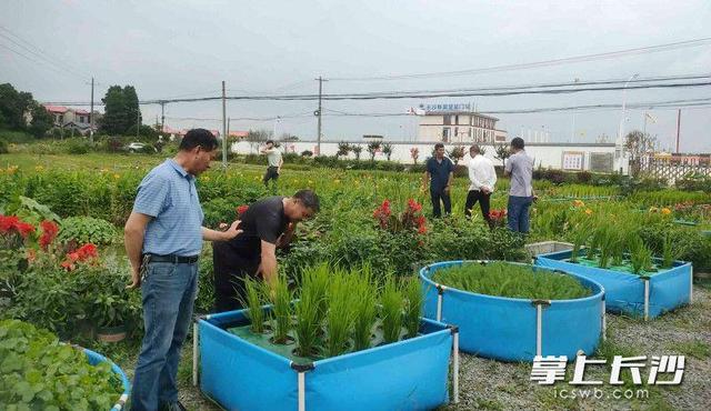 稻在水上种鱼在水下长，望城农民“鱼稻共生”种养技术受追捧