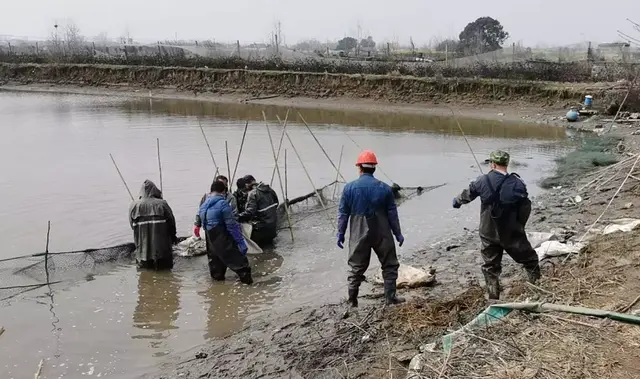 南湖街道：捞成鱼，放鱼苗 “水凼子”保障“菜篮子”