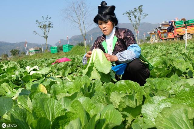 种露地早秋大白菜，做好4点管理措施，你也可以亩收益上万元