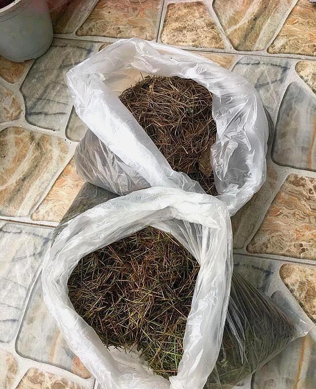 想养好茉莉花吗？这样配土，根系长的棒，叶子油绿，开花特多