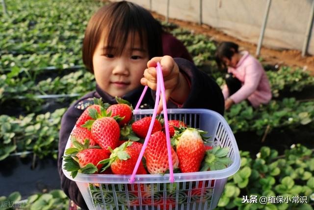 “奶油草莓”如何提高商品果率？