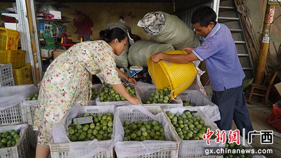 桂林灌阳县：又到梨李飘香季 产销两旺促振兴