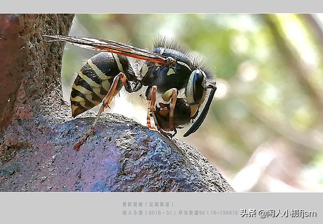 手机昆虫摄影：胡蜂科，这几种胡蜂你见过吗？拍摄技巧和安全要点