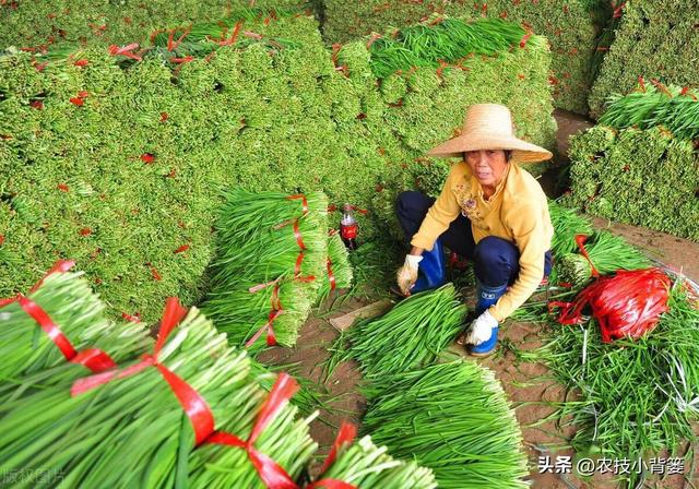 种植韭菜不养根，叶片黄弱细瘦变成针！韭菜养根记住7个方法