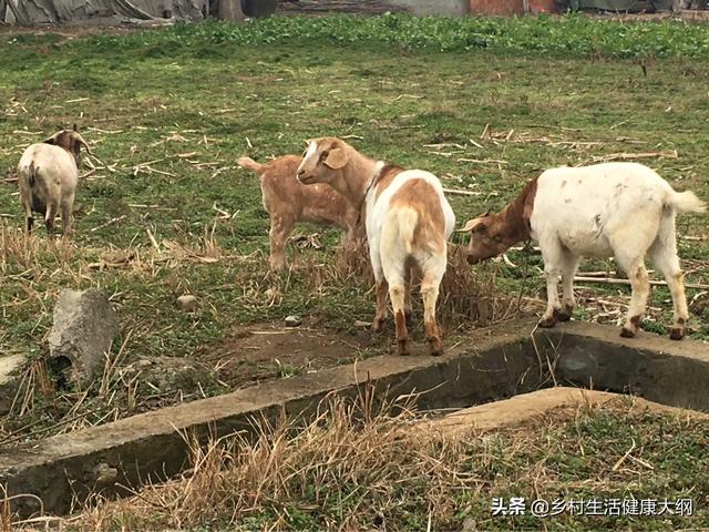 农村养殖，做好以下几点，可以有效提高母羊的繁殖能力