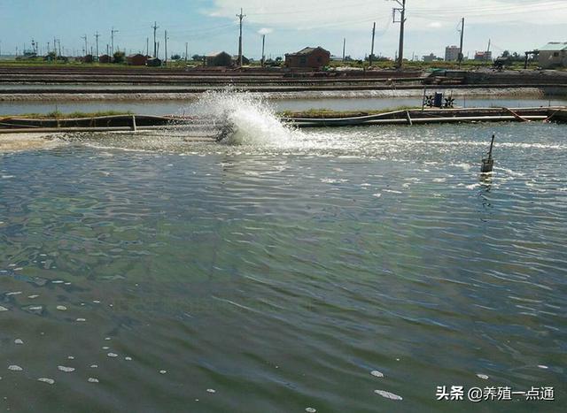 水产养殖水质调控五法，夏秋天气多变加强巡塘