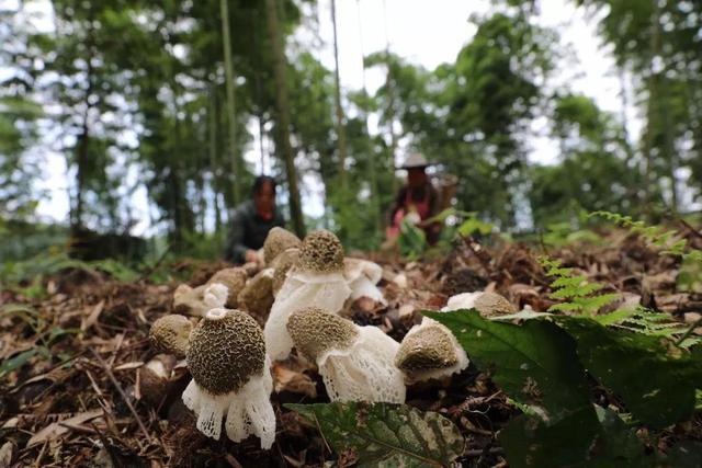 农村女孩竹林仿野生种植竹荪，帮助村民收入涨4倍，有啥不一样