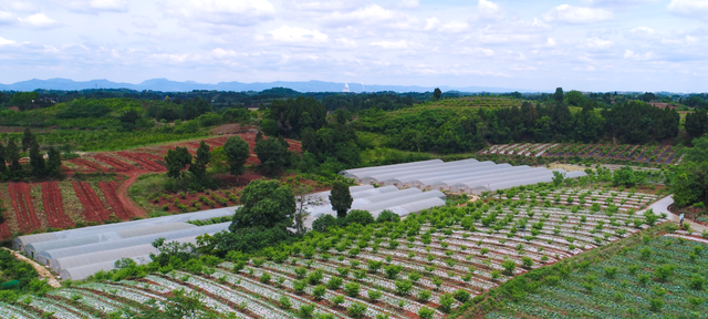 简阳市：“硬核”举措 构建脱贫增收长效机制