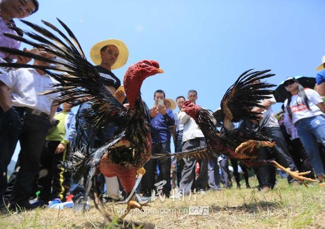 广西柳州：“斗”乐“三月三”