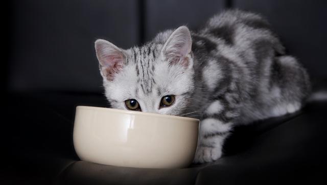 如何打造舒适的猫舍？请抓住这几个关键点