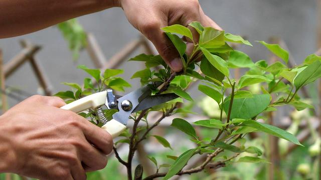 三角梅不开花？3招“促花术”，开成大花树