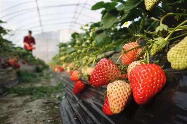 草莓施什么肥料好？果农正确施肥，草莓病虫害少，果大果甜不愁卖