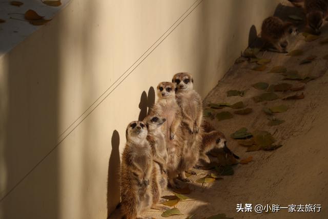 与动物零距离接触的快乐之旅 北京大兴野生动物园攻略（二）